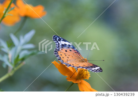 キバナコスモスにとまるツマグロヒョウモン 130439239