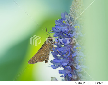 花に止まるセセリ 130439240