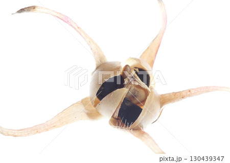 大きく割れて黒い種がむき出しになったアサガオの実 130439347