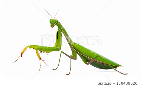 白背景のカマキリ(AI生成画像) 白背景のカマキリ(AI生成画像) 130439620