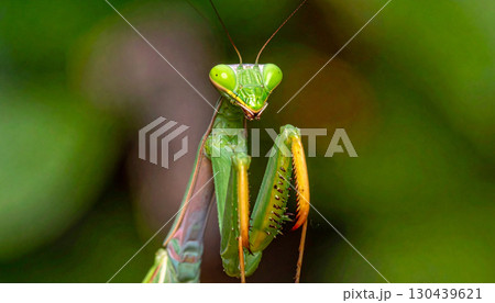 カマキリのクローズアップ(AI生成画像) カマキリのクローズアップ(AI生成画像) 130439621
