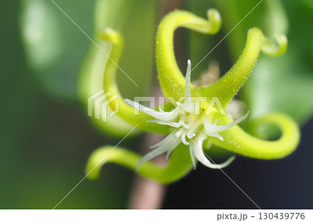 フォッケア・エデュリスの花 130439776