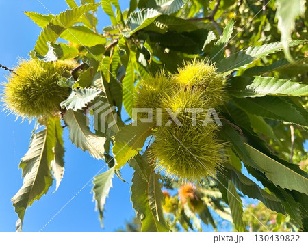 秋を感じる栗の実と青空 秋を感じる栗の実と青空 130439822