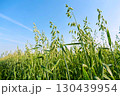 Ears of green oat sway in the wind on field 130439954