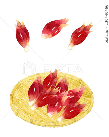 竹ざるに乗ったミョウガ　野菜・薬味の手描き水彩イラスト素材 130440466