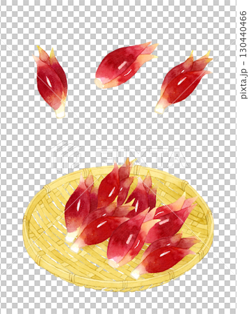 竹ざるに乗ったミョウガ　野菜・薬味の手描き水彩イラスト素材 130440466