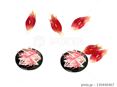 ミョウガのセット　野菜・薬味の手描き水彩イラスト素材 130440467