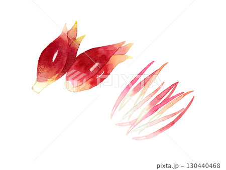 ミョウガの千切り　野菜・薬味の手描き水彩イラスト素材 130440468