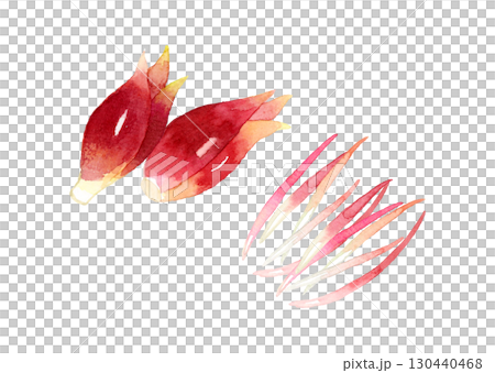 ミョウガの千切り　野菜・薬味の手描き水彩イラスト素材 130440468