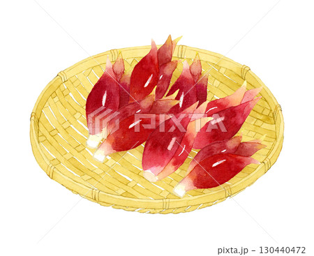 竹ざるに乗ったミョウガ　野菜・薬味の手描き水彩イラスト素材 130440472