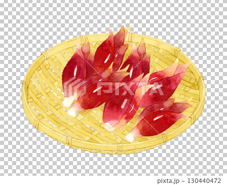 竹ざるに乗ったミョウガ　野菜・薬味の手描き水彩イラスト素材 130440472