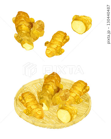 生姜のセット　野菜・薬味の手描き水彩イラスト素材集 130440487
