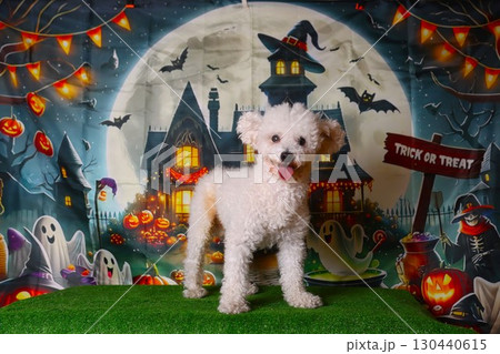 ハロウィン背景で可愛く見つめる白いトイプードルのベイリー君 ハロウィン背景で可愛く見つめる白いトイプードルのベイリー君 130440615