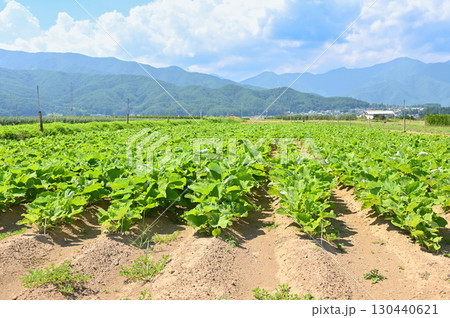 ごぼう畑　山形村 130440621