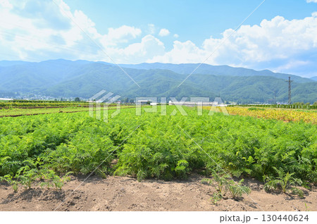 人参畑 山形村 人参畑 山形村 130440624