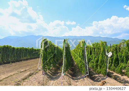 長芋畑　山形村 130440627