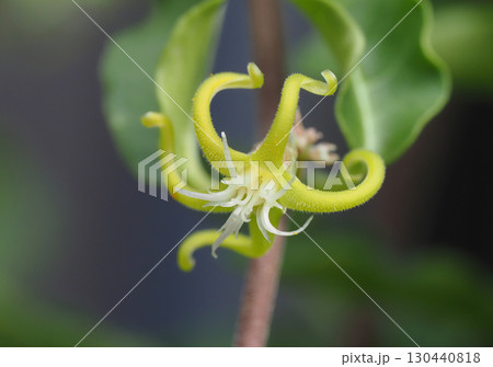 フォッケア・エデュリスの花 フォッケア・エデュリスの花 130440818