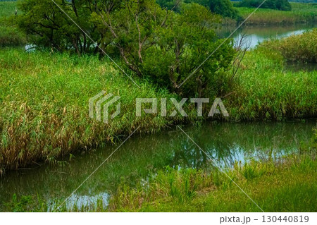 葦のある中洲 葦のある中洲 130440819