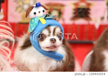 可愛すぎるチワワのひな祭り 130441054