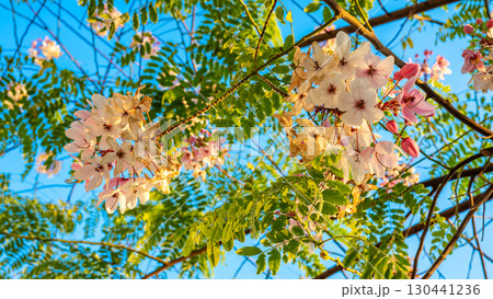 Pink and White Cassia Javanica Flowers on a Branch 130441236