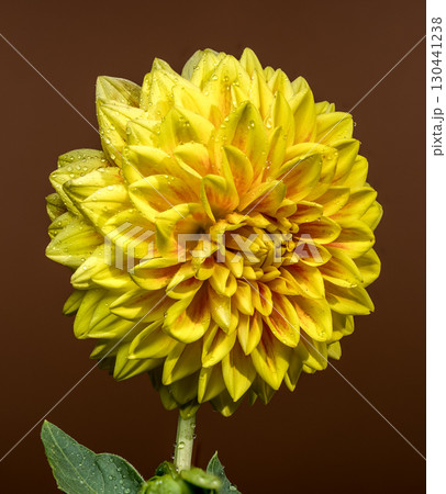 Golden Yellow Dahlia Blooming Against a Dark Background 130441238