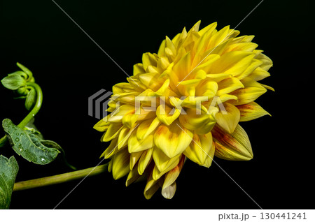 Yellow Dahlia Flower Against a Solid Black Background Yellow Dahlia Flower Against a Solid Black Background 130441241