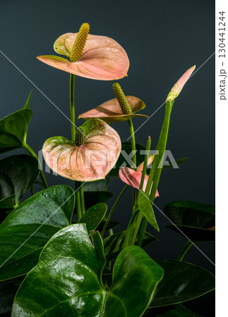 Graceful Pink Anthurium Plant with Lush Leaves Graceful Pink Anthurium Plant with Lush Leaves 130441244