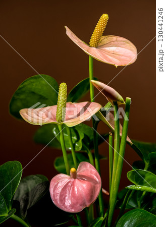 Title: Graceful Pink Anthurium Plant with Bright Spadixes 130441246