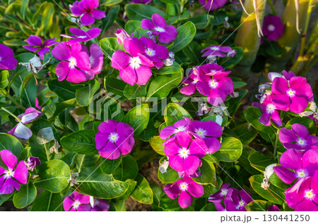 Bright Pink Periwinkle Flowers with Green Leaves 130441250