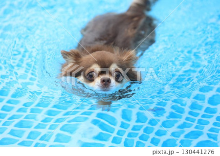 必死に泳ぐかわいいチワワ 130441276