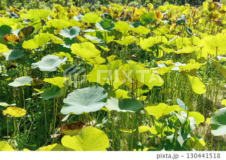 Lotus leaf in lake pond swamp colorful bright green good aquatic plants eco system in summer season Lotus leaf in lake pond swamp colorful bright green good aquatic plants eco system in summer season 130441518