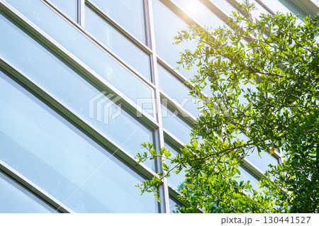 Eco building or Green office windows with garden plant tree and park nature in modern city concept. 130441527