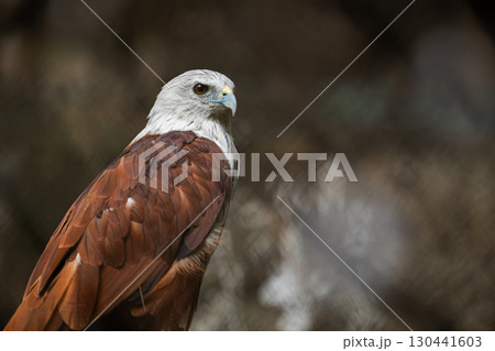 Brahminy Kite, Haliastur indus, Small red hawk eagle, Predator bird of Prey in Southeast Asia Brahminy Kite, Haliastur indus, Small red hawk eagle, Predator bird of Prey in Southeast Asia 130441603