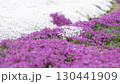 一面に広がる芝桜 130441909