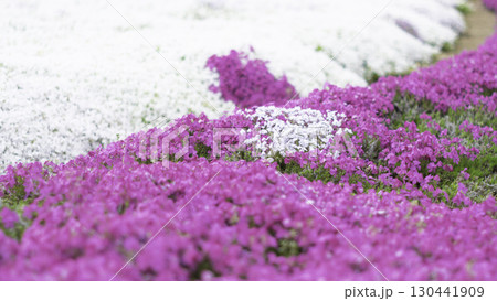 一面に広がる芝桜 130441909