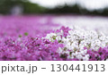 一面に広がる芝桜 130441913