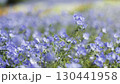 青いネモフィラの花 130441958