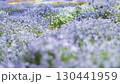 青いネモフィラの花 130441959