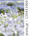 青いネモフィラの花 130441960