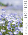 青いネモフィラの花 130441961