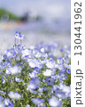 青いネモフィラの花 130441962