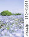 青いネモフィラの花 130441963