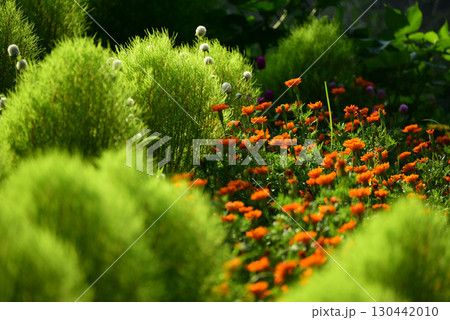 夏の花壇 130442010