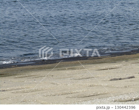 検見川浜海岸を走り回るミユビシギ 130442396