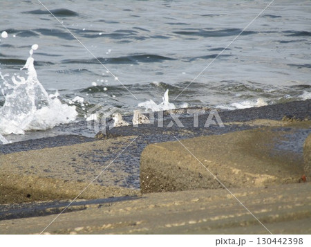 検見川浜海岸で海を眺めるミユビシギ 検見川浜海岸で海を眺めるミユビシギ 130442398