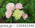 薄いピンクと緑色ののミニバラ 130442446