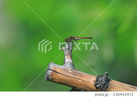 北海道の昆虫　枯れ枝に止まる  アキアカネのメス　赤とんぼ 130442472