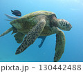 優雅に泳ぐウミガメ 130442488