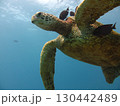 泳ぐウミガメ 130442489