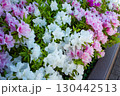 ツツジが咲いた 130442513